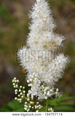 Flower Sorbaria Sorbifolia (lat. Sorbaria Sorbifolia)