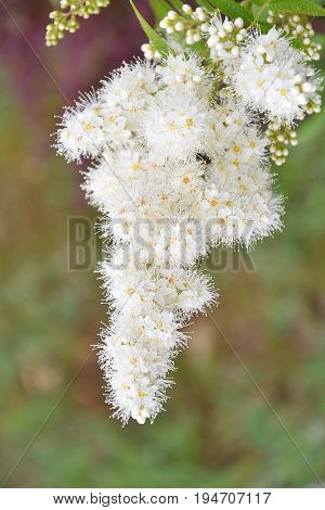 Flower Sorbaria Sorbifolia (lat. Sorbaria Sorbifolia)