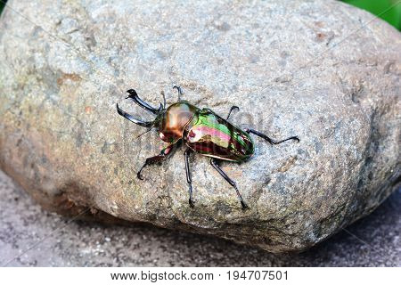 A rainbow stag beetle catches some rays on a rock.