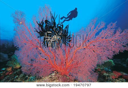 Røde gorgonian sea fan og dykker