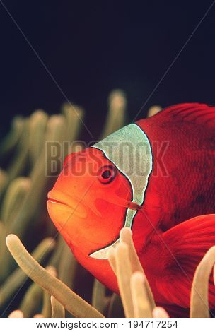 Raja Ampat, Indonesia, Pacific Ocean, spinecheek anemonefish (Premnas biaculeatus), close-up