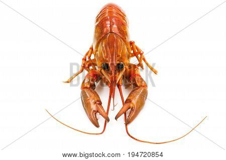 Boiled Crayfish or Freshwater lobster on a white background.