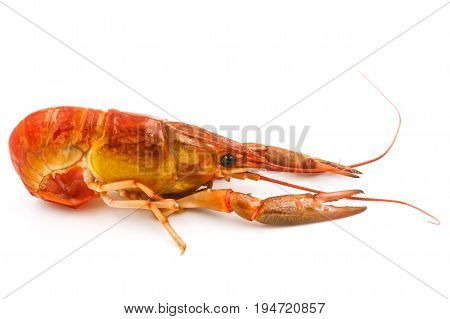 Boiled Crayfish or Freshwater lobster on a white background.