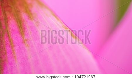 Woman Beauty And Cosmetic Abstract Concept. Old Dreid Pink Petal, Vagina Metaphor