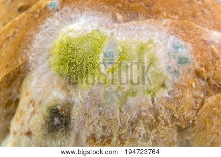 Closeup texture of yellow black molds on molded old wholewheat bread