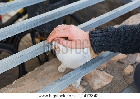 Homeless cat, pet and animals concept - Man stroking cat's head.