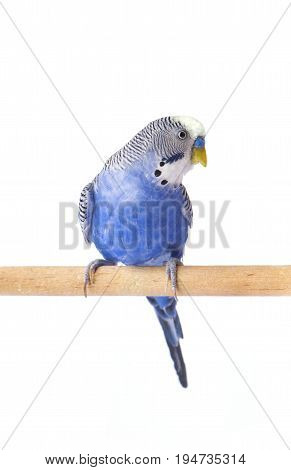 Budgie blue, isolated on white background. Budgerigar close-up