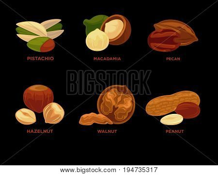 Highly detailed nut icons: nutmeg, almond peanut, pastachio, walnut, hazelnut, cashew, brazil nut, pecan. Vector Illustration.