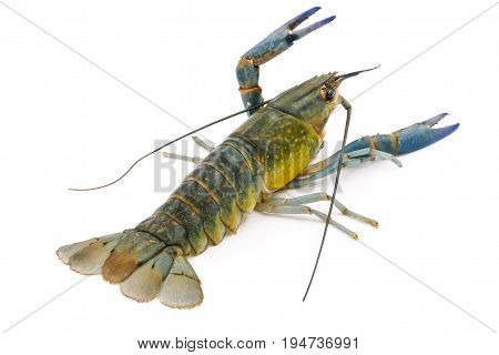 Crayfish or Freshwater lobster on a white background.