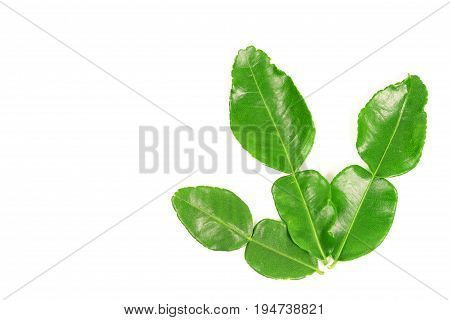Kaffir lime and kaffir lime leaf on white background