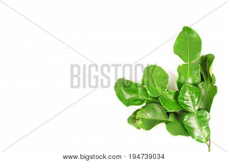 Kaffir lime and kaffir lime leaf on white background