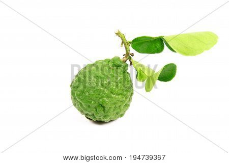 Kaffir lime and kaffir lime leaf on white background