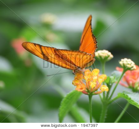 Julia Butterfly