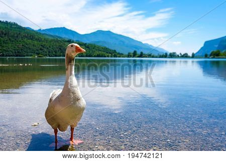 Close up goose on the bank of Toblino lake in Italian Alps 