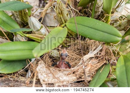 alone baby bird in nest in nture.