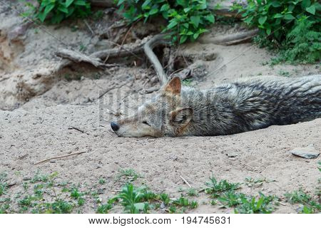 Wild forest wolf in summer on earth