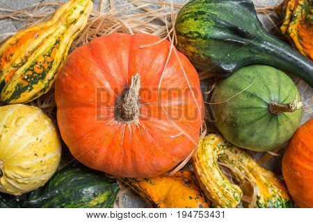 Autumn  frame from decorative Pumpkins over gray background, top view