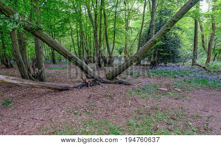 Two trunks in a v shape in a clearing in bluebell woods in Spring.