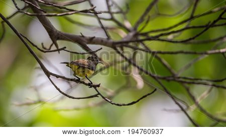 Bird (olive-backed Sunbird) On A Tree