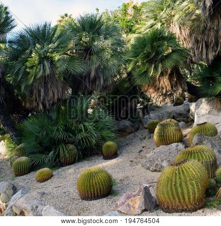 Variety of Cactus in the public park in Barcelona Spain