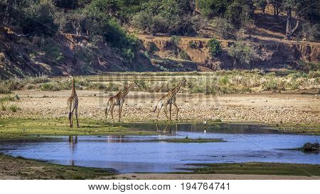 Giraffe in Kruger national park, South Africa ; Specie Giraffa camelopardalis family of Giraffidae