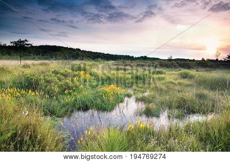 sunrise over swamp with bog asphodel flowers in summer