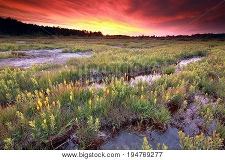 purple dramatic sunrise over moorland with bog asphodel flowers
