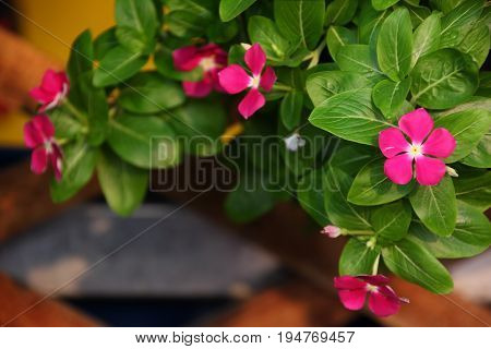 Pink flower pot hanging by the lath.