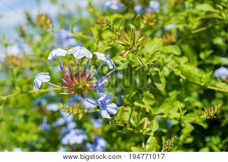 Close-up of beautiful Blue Flowers in Sunlight. View on a Plumbago auriculata also known as  Cape plumbago Cape leadwort or Plumbaginaceae. Blooming Flower in Summer
