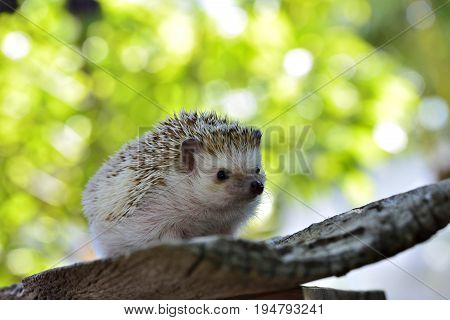 Young hedgehog in natural habitat ,Hedgehog  bokeh  background