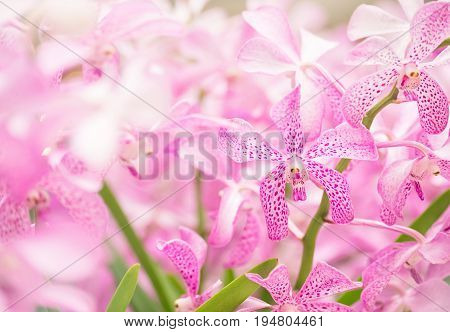 Mokara Orchid Bouquet In The Garden,soft Filter And Blurred Background.