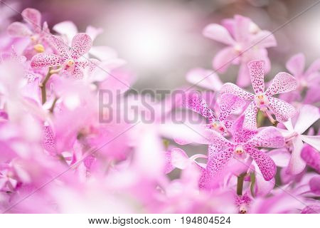 Mokara Orchid Bouquet In The Garden,soft Filter And Blurred Background.