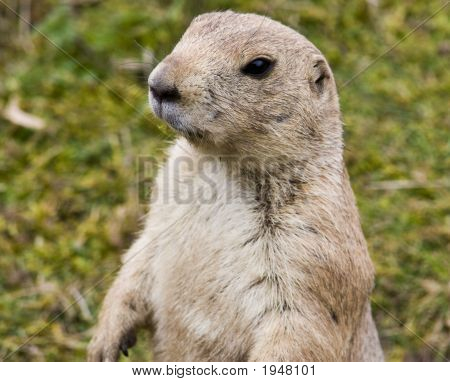 Prairie Dog