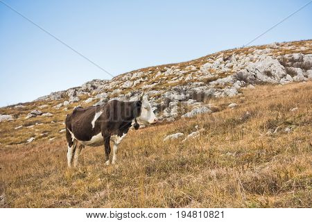 Cow on a pasture at Svrljiske mountains in east Serbia