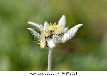 Edelweiss - Leontopodium alpinum Small Alpine Wild Flower
