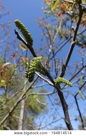 Aments Of English Walnut Against The Sky