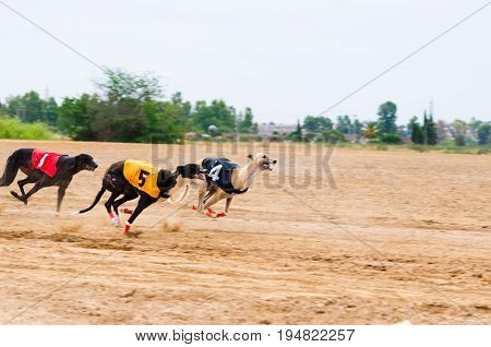 Several greyhounds running in a race in the city of Badajoz