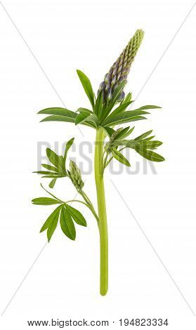 Violet lupin flower isolated on white background. Full depth of field