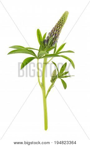 Violet lupin flower isolated on white background. Full depth of field