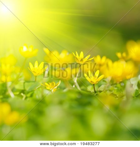 Soft-focus close-up of yellow flowers