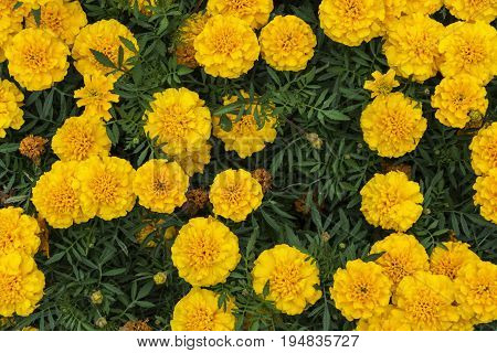 Bright yellow marigolds blooming in the flowerbed