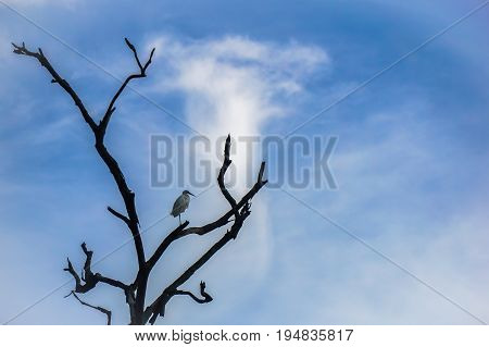 Silhouette of The Great Egrea bird sitting on a tree branch on a skyblue background.Copy space conceptual.