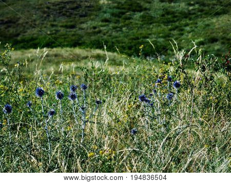 Grass. Green grass. Meadow plants. Summer background. Flower background. Meadow. Field.