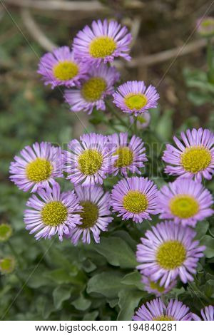 A Bush of Foliage and Purple Daises