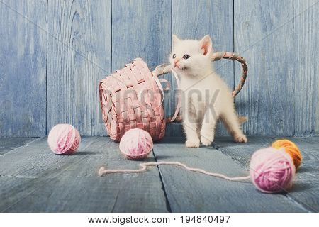 White kitten with wool ball and straw basket play at blue wood background. Small funny cat.