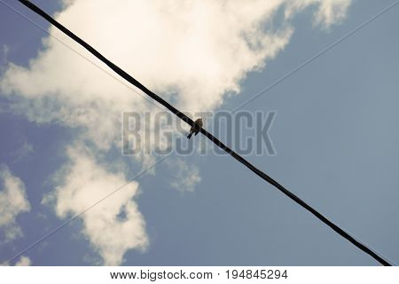 A few pigeons sitting on the wire.