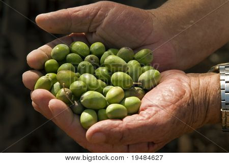 olives in old man's hand