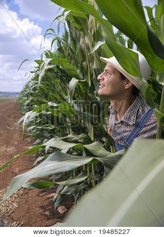 agricoltore sbirciando da un campo di mais