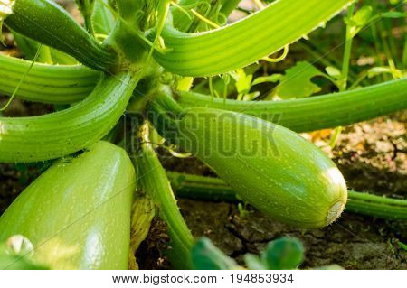 Ripe Fruits Of Zucchini In Vegetable Garden