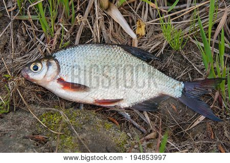 Close Up View Of The Signle White Bream Or Silver Fish On The Natural Background. .